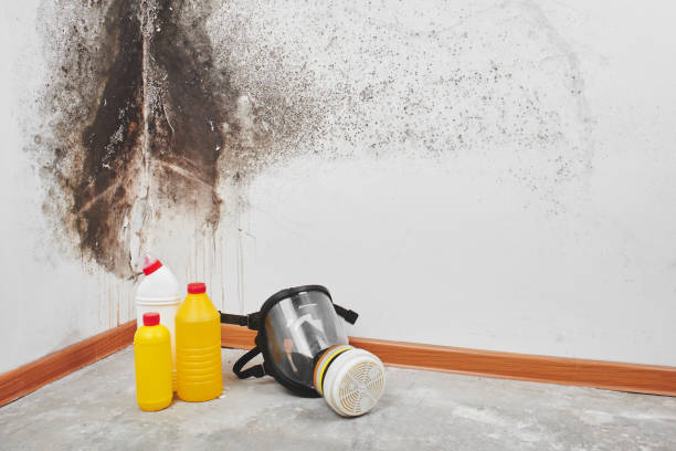 Best Mold Damage Repair  in Saylorsburg, PA