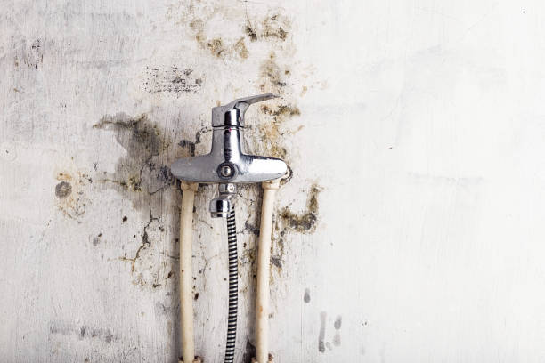 Best Best Mold Removal Companies  in Saylorsburg, PA