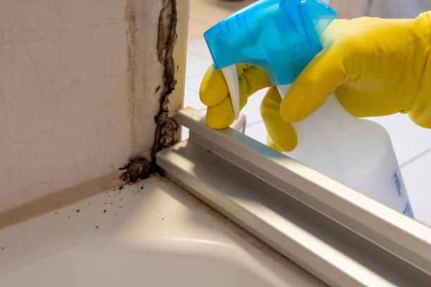 Mold Testing and Removal in Saylorsburg, PA