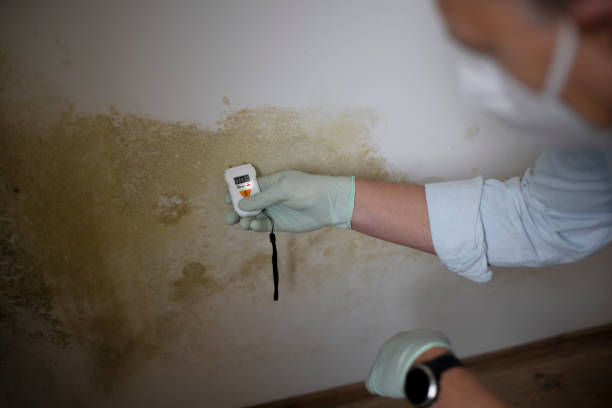 Saylorsburg, PA Mold Removal Company