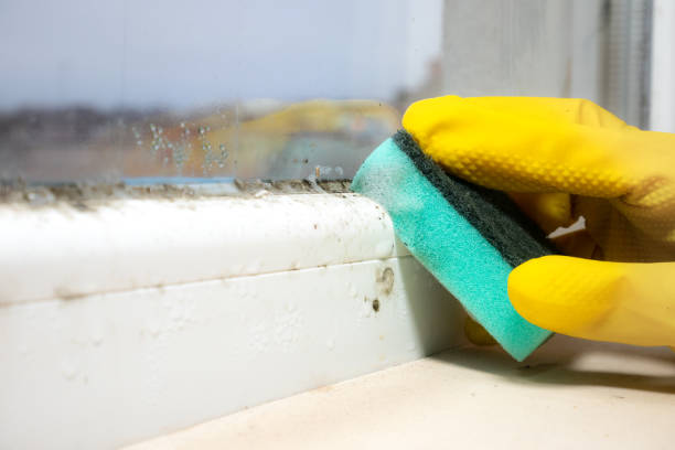 Best Affordable Mold Removal  in Saylorsburg, PA