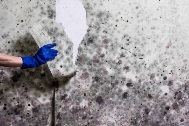 Best Black Mold Removal  in Saylorsburg, PA