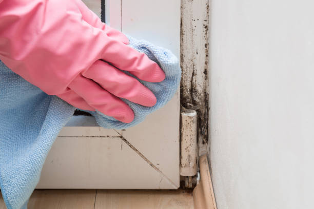 Best Residential Mold Removal  in Saylorsburg, PA