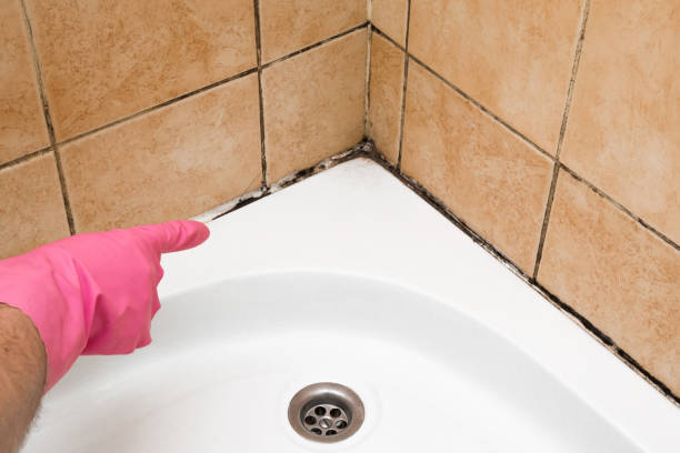 Best Commercial Mold Removal  in Saylorsburg, PA