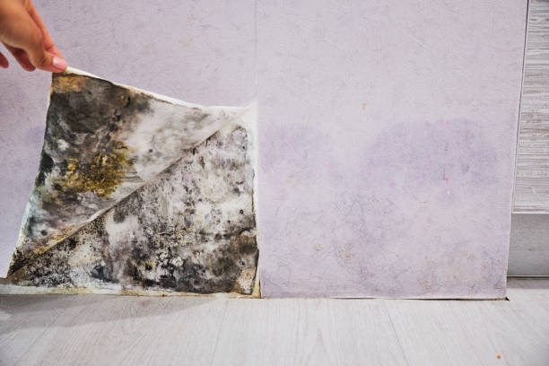 Best Certified Mold Removal  in Saylorsburg, PA
